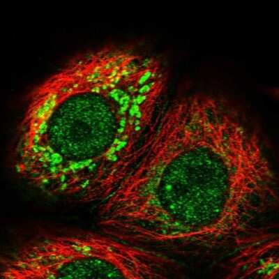 Immunocytochemistry/ Immunofluorescence: DEPTOR/DEPDC6 Antibody [NBP1-85257]