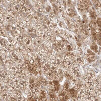 Immunohistochemistry: DEPTOR/DEPDC6 Antibody [NBP1-85256]