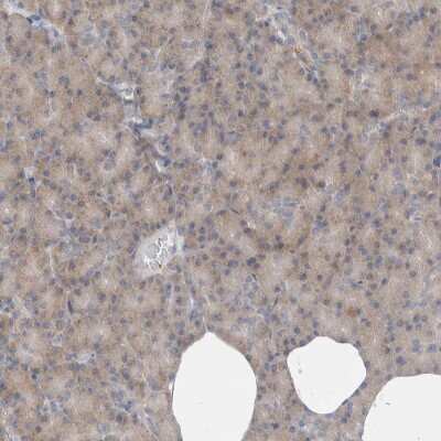 Immunohistochemistry-Paraffin: DEPTOR/DEPDC6 Antibody [NBP1-85256]