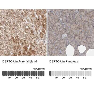 Immunohistochemistry-Paraffin: DEPTOR/DEPDC6 Antibody [NBP1-85256]