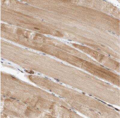 Immunohistochemistry-Paraffin: DEPTOR/DEPDC6 Antibody [NBP1-85257]