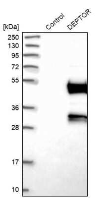 Western Blot: DEPTOR/DEPDC6 Antibody [NBP1-85257]