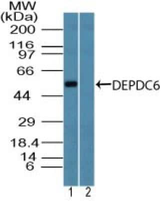 Western Blot: DEPTOR/DEPDC6 Antibody [NBP2-27083]