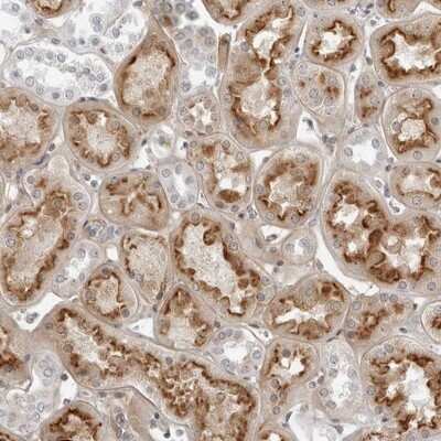 Immunohistochemistry-Paraffin: DERP13 Antibody [NBP1-84270]