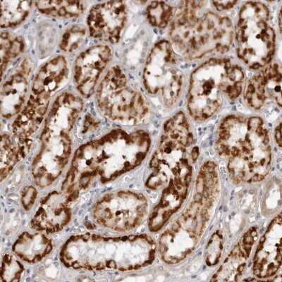 Immunohistochemistry-Paraffin: DERP13 Antibody [NBP1-84272]