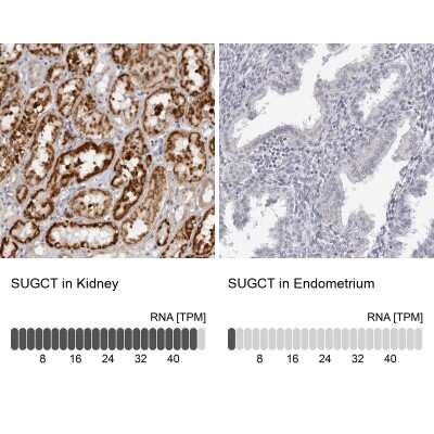 Immunohistochemistry-Paraffin: DERP13 Antibody [NBP1-84272]