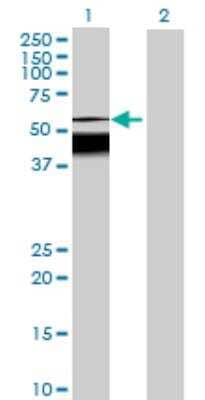 Western Blot: DERP13 Antibody [H00079783-B01P]