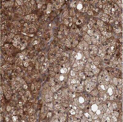 Immunohistochemistry-Paraffin: DEXI Antibody [NBP1-81015]
