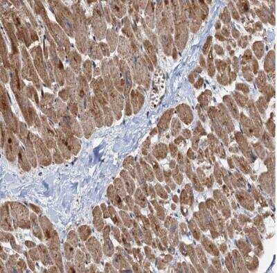 Immunohistochemistry-Paraffin: DEXI Antibody [NBP1-81015]