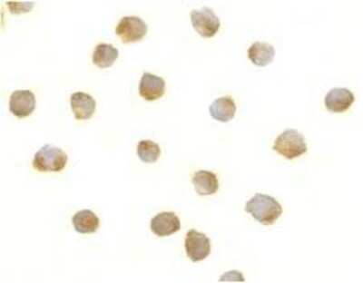 Immunocytochemistry/ Immunofluorescence: DFF40/CAD Antibody - BSA Free [NBP1-76948]