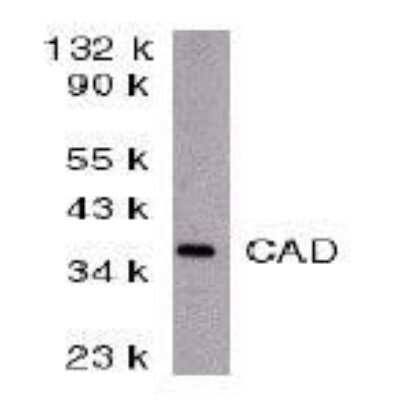 Western Blot: DFF40/CAD AntibodyBSA Free [NBP1-77009]