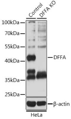 Knockout Validated: DFF45/ICAD Antibody - BSA Free [NBP3-03452]