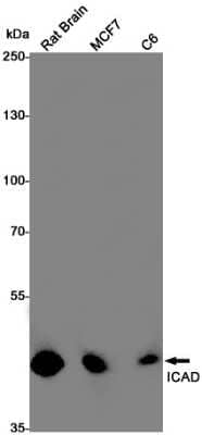 Western Blot: DFF45/ICAD Antibody (S09-4J6) [NBP3-15022]