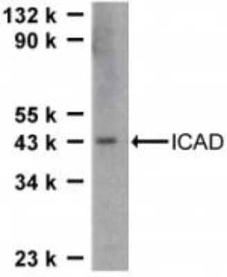 Western Blot: DFF45/ICAD AntibodyBSA Free [NBP1-77010]