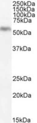 Western Blot: DGAT1 Antibody [NB100-57086]