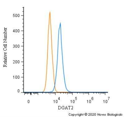 Flow (Intracellular): DGAT2 Antibody - BSA Free [NBP3-05769]