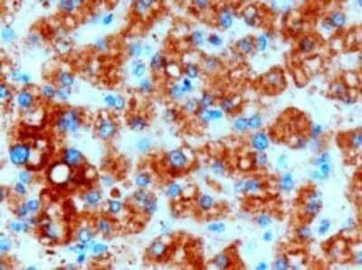 Immunohistochemistry-Paraffin: DGAT2 Antibody [NB100-57851]