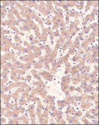 Immunohistochemistry-Paraffin: DGAT2 Antibody - BSA Free [NBP3-05769]