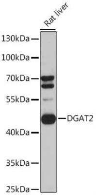 Western Blot: DGAT2 AntibodyAzide and BSA Free [NBP2-92727]