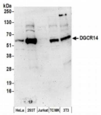 Western Blot: DGCR14 Antibody [NBP2-36530]