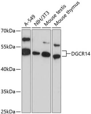 Western Blot: DGCR14 AntibodyAzide and BSA Free [NBP2-92110]