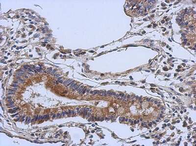Immunohistochemistry-Paraffin: DGCR2 Antibody [NBP2-16155]