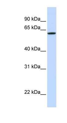 Western Blot: DGCR2 Antibody [NBP1-59220]