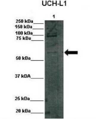 Western Blot: DGCR2 Antibody [NBP1-59220]