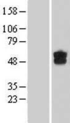 Western Blot: DGCR2 Overexpression Lysate [NBL1-09848]