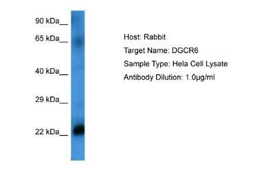 Western Blot: DGCR6 Antibody [NBP2-84004]