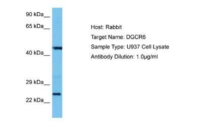 Western Blot: DGCR6 Antibody [NBP2-84005]