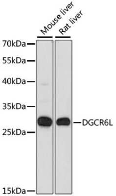 Western Blot: DGCR6L AntibodyAzide and BSA Free [NBP2-92215]