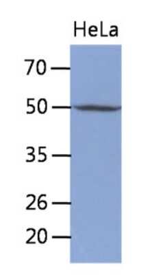 Western Blot: TDG Antibody (2F7)BSA Free [NBP2-22589]