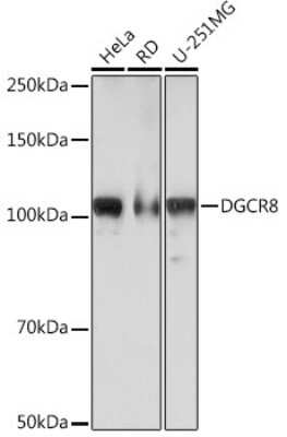 Western Blot: DGCR8 Antibody (3T5Q6) [NBP3-16306]