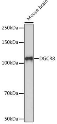 Western Blot: DGCR8 Antibody (3T5Q6) [NBP3-16306]