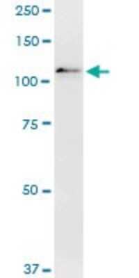 Western Blot: DGCR8 Antibody (4G3) [H00054487-M01]