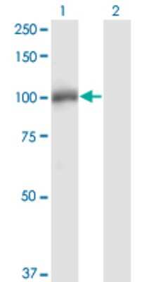 Western Blot: DGCR8 Antibody (4G3) [H00054487-M01]