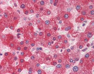 Immunohistochemistry-Paraffin: DGCR8 Antibody [NBP1-57261]