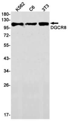 Western Blot: DGCR8 Antibody (S05-5A6) [NBP3-14924]