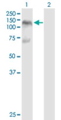 Western Blot: DGCR8 Antibody [H00054487-B01P]