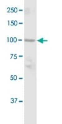 Western Blot: DGCR8 Antibody [H00054487-D01P]