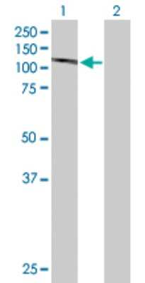 Western Blot: DGCR8 Antibody [H00054487-D01P]