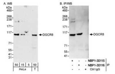 Western Blot: DGCR8 Antibody [NBP1-30115]