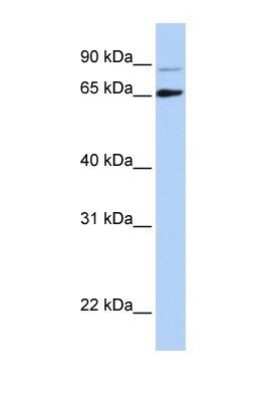 Western Blot: DGCR8 Antibody [NBP1-57261]