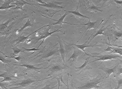 In vitro assay: DGCR8 knockout MEF cells [NBP2-25171]