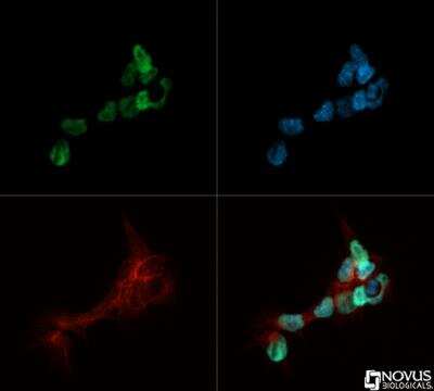 Immunocytochemistry/ Immunofluorescence: DGCR8 knockout Mouse embryonic stem cells [NBA1-19349]