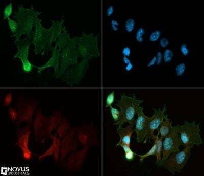 Immunocytochemistry/ Immunofluorescence: DGCR8 knockout Mouse embryonic stem cells [NBA1-19349]