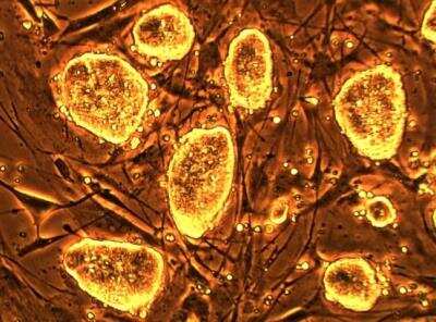 In vitro assay: DGCR8 knockout Mouse embryonic stem cells [NBA1-19349]