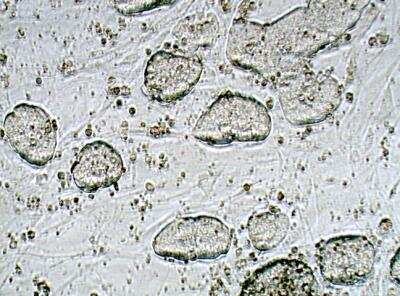 In vitro assay: DGCR8 knockout Mouse embryonic stem cells [NBA1-19349]