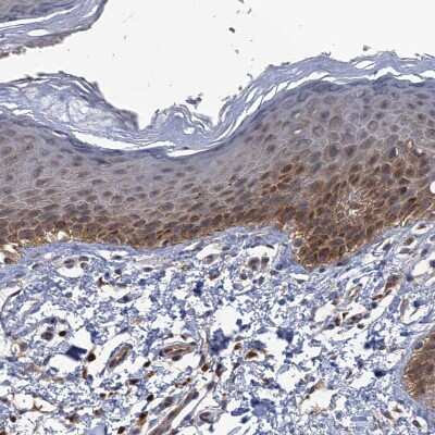 Immunohistochemistry-Paraffin: DGK-alpha Antibody [NBP2-13916]